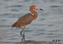 Egretta rufescens